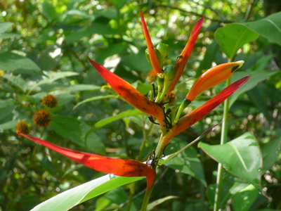Fire Flower