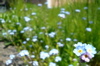 forget me nots