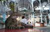 photo of cat in market