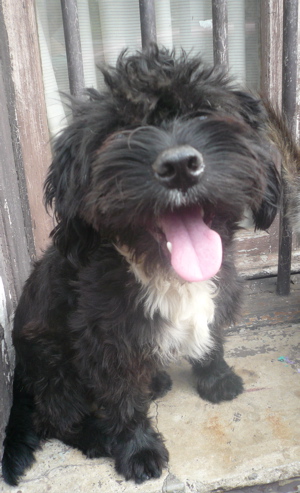 Happy Dog