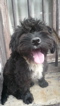 photo of happy dog