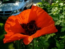Poppy
