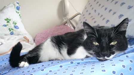Cat laying on bed