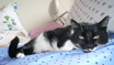 photo of cat on bed
