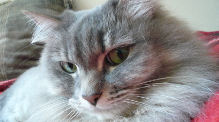 Fluffy, Grey Cat