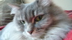 grey, fluffy cat