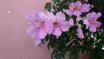 pink flowers against a pink wall