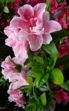 pink on pink flowers