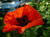 poppy