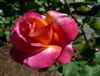 rose